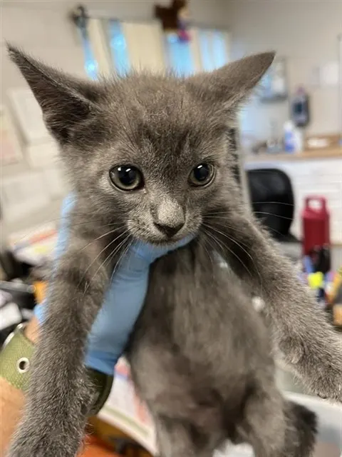 Adoptable Cat