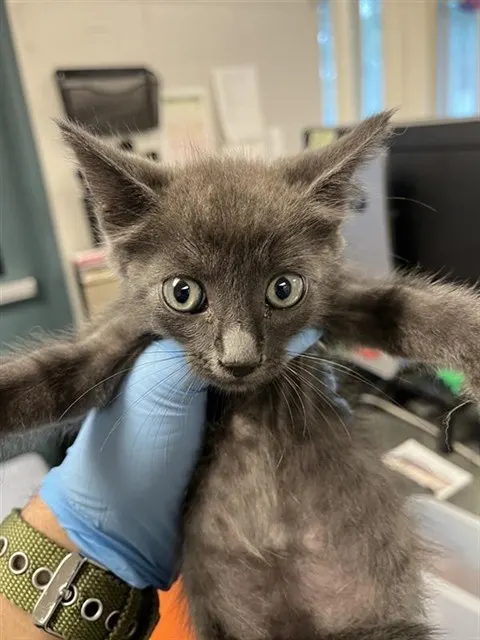 Adoptable Cat