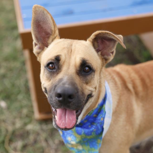 Adoptable Dog