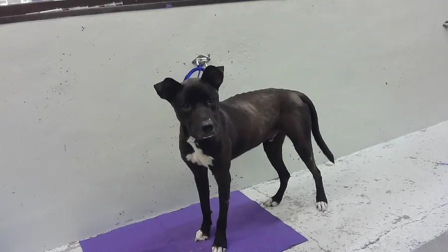 Astro