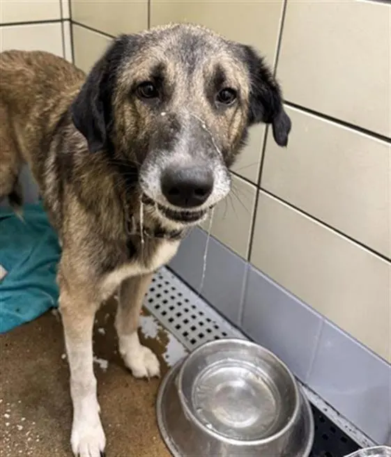 Adoptable Dog
