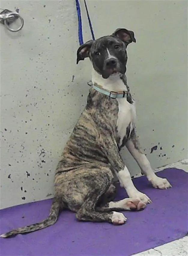 Adoptable Dog