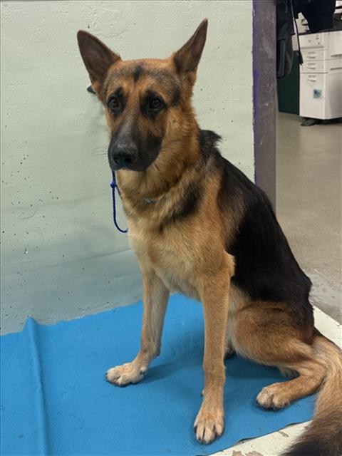 Adoptable Dog