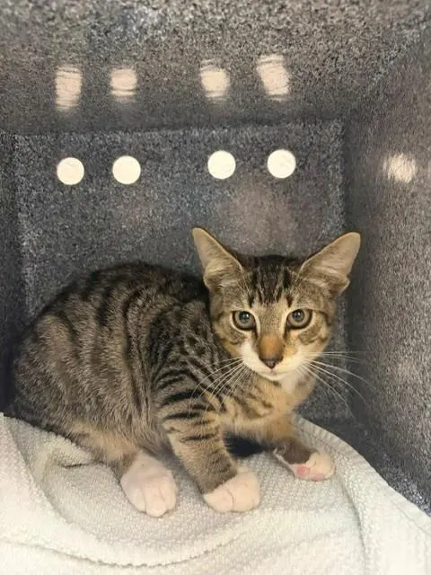 Adoptable Cat