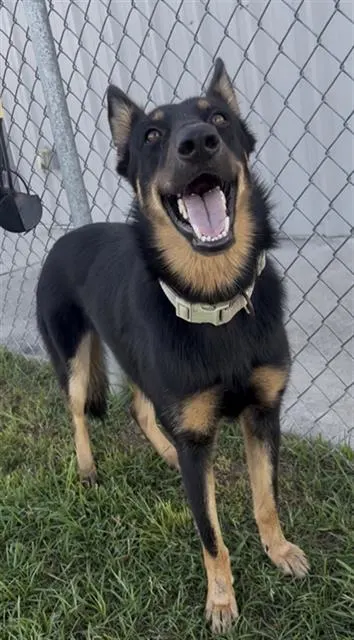 Echo