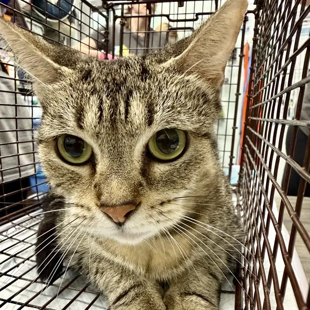 Adoptable Cat