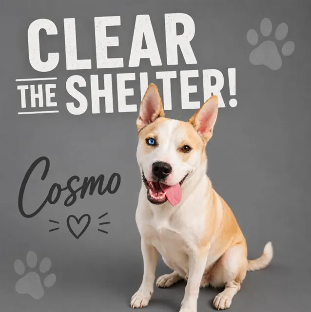 Cosmo