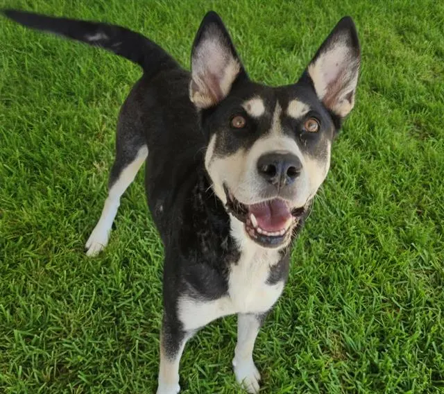 Bella