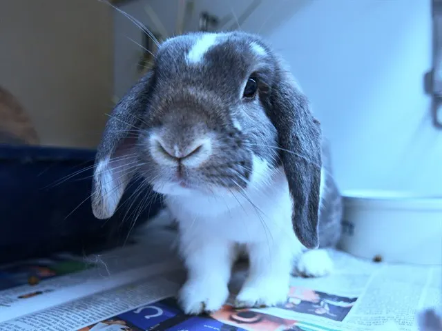 Loaf