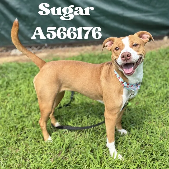 Sugar