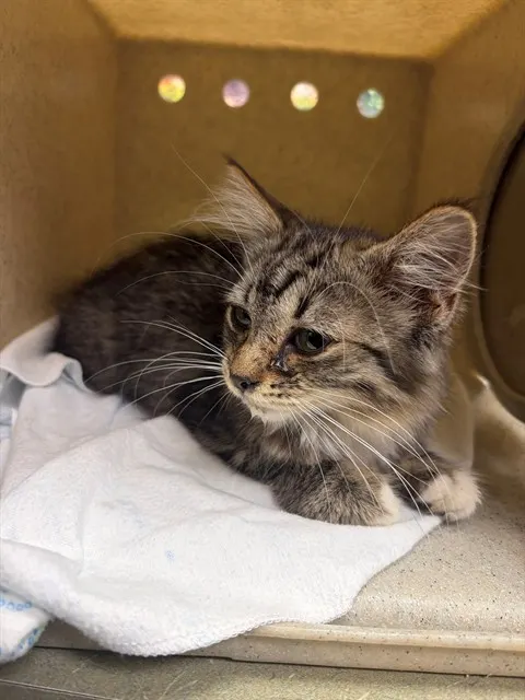 Adoptable Cat