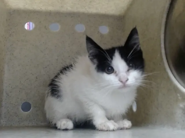 Adoptable Cat
