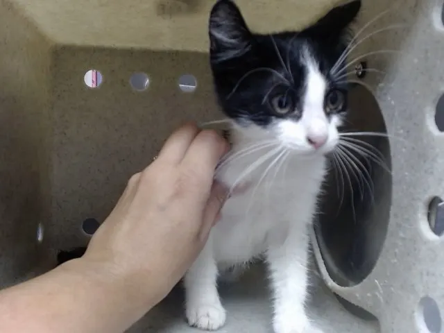 Adoptable Cat