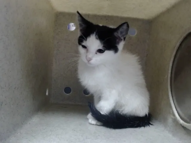 Adoptable Cat
