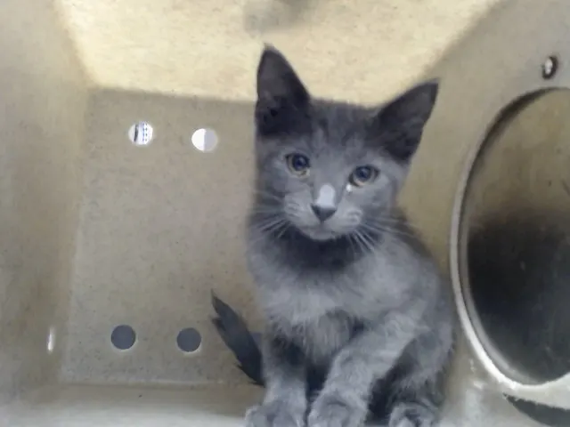 Adoptable Cat