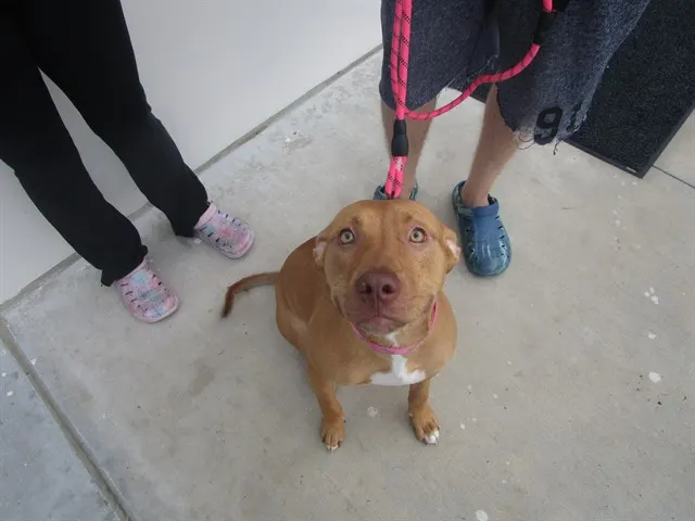 Adoptable Dog