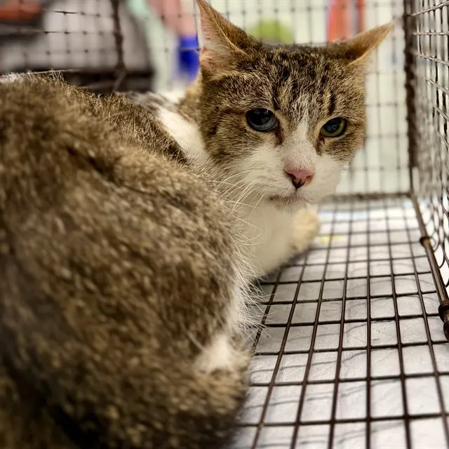 Adoptable Cat