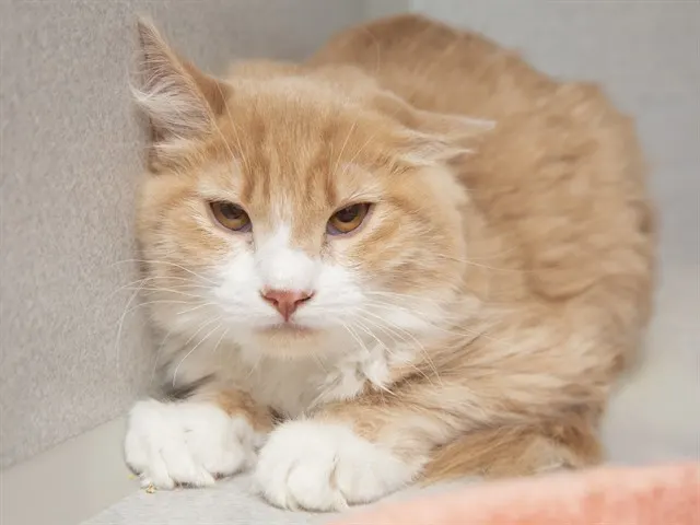 Orange Soda