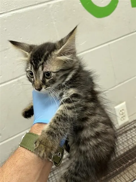 Adoptable Cat