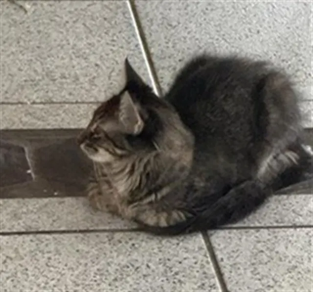 Kitty 2