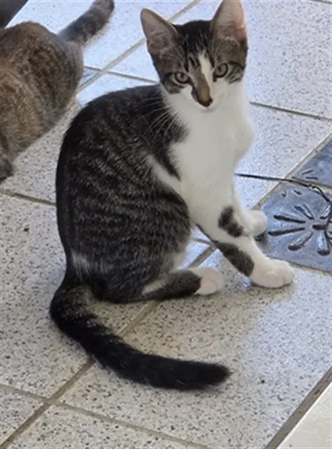 Kitty 3