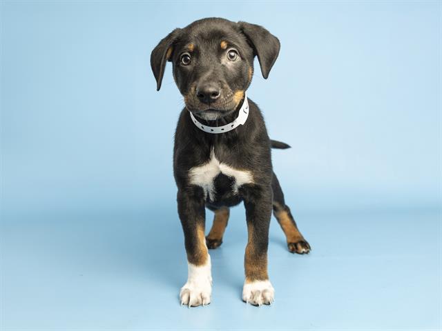 Roscoe
