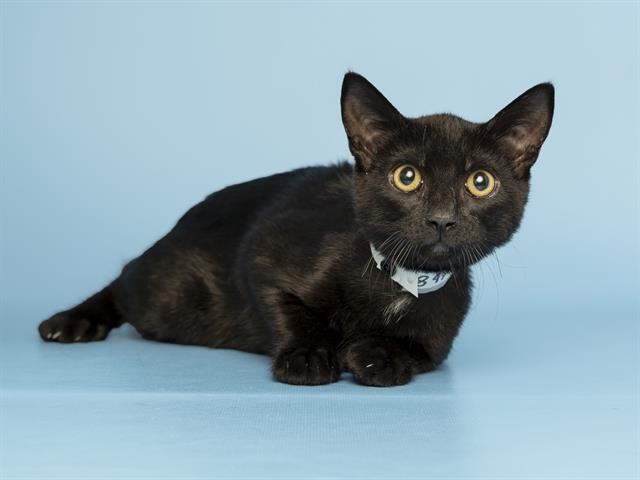 Binx