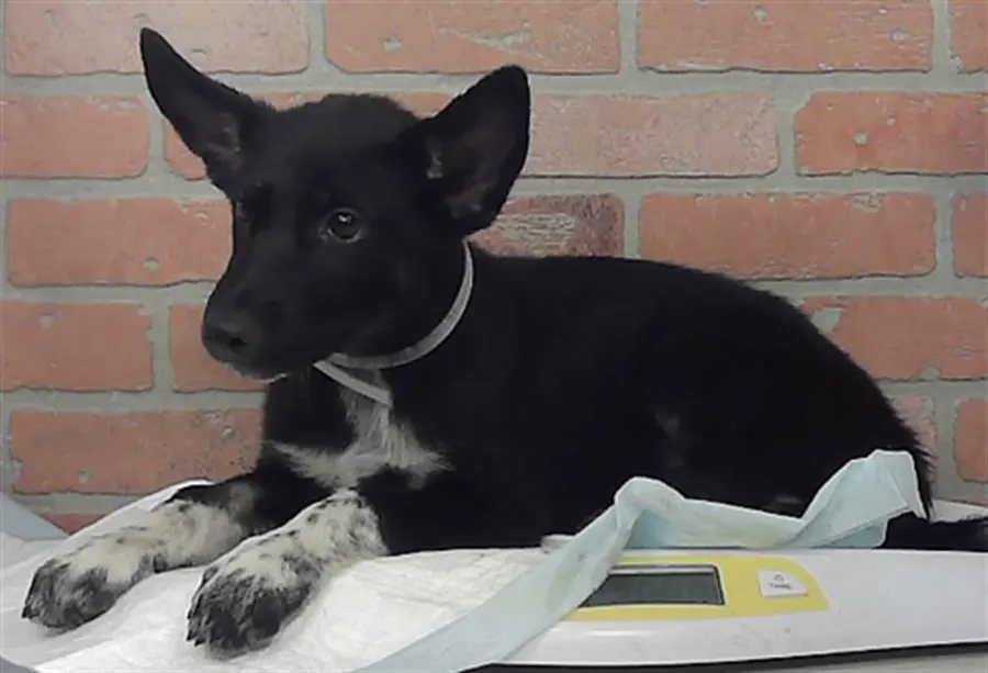 Adoptable Dog