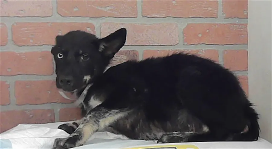 Adoptable Dog