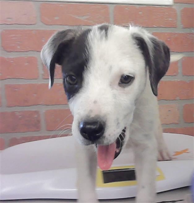 Adoptable Dog