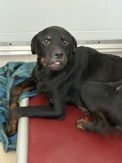 Adoptable Dog