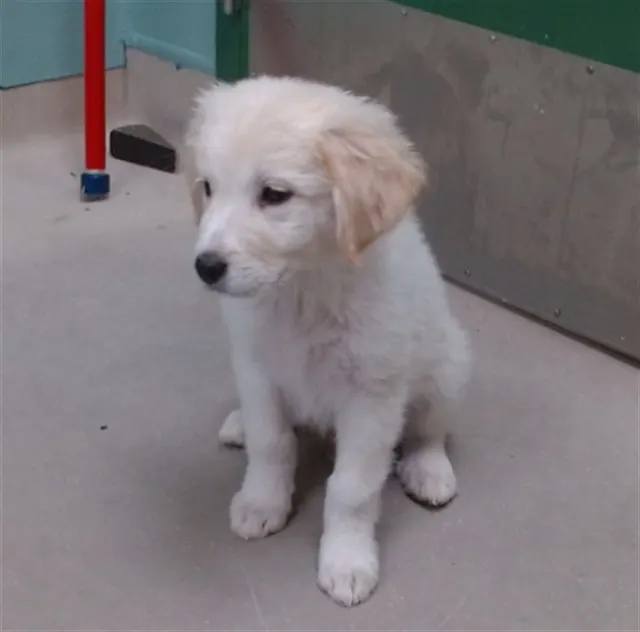 Adoptable Dog
