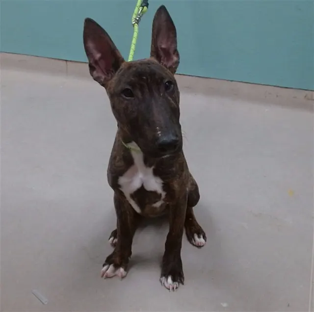 Adoptable Dog
