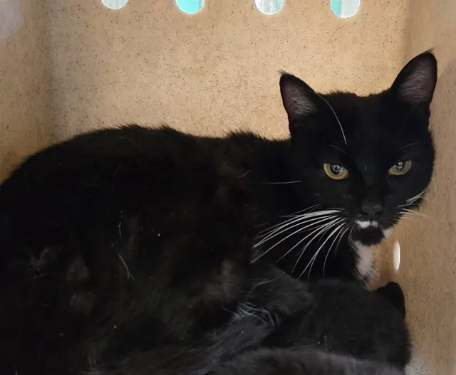 Adoptable Cat