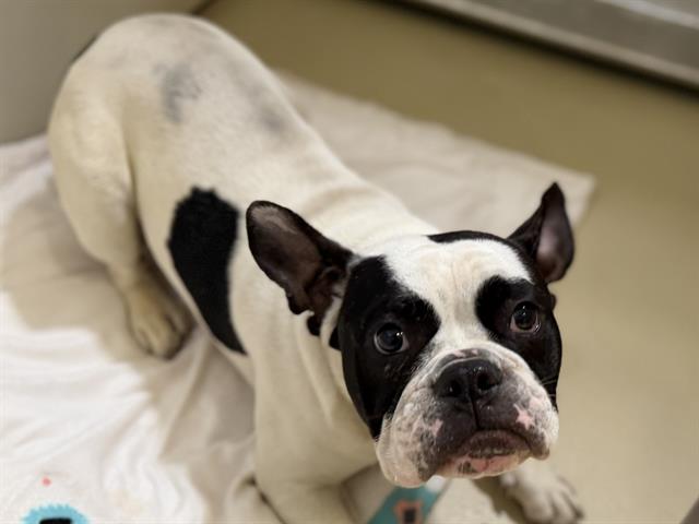 Adoptable Dog