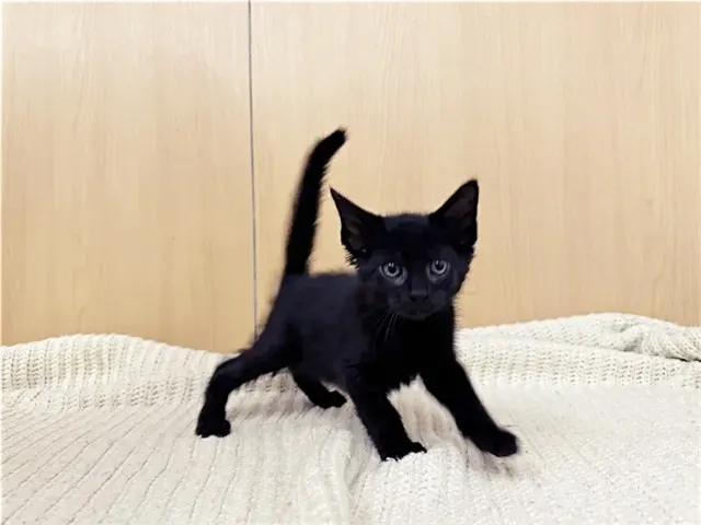 Ben