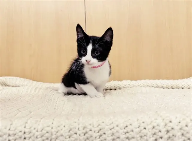 Buttercup