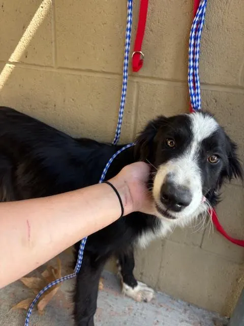 Adoptable Dog