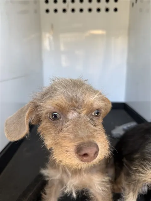 Adoptable Dog
