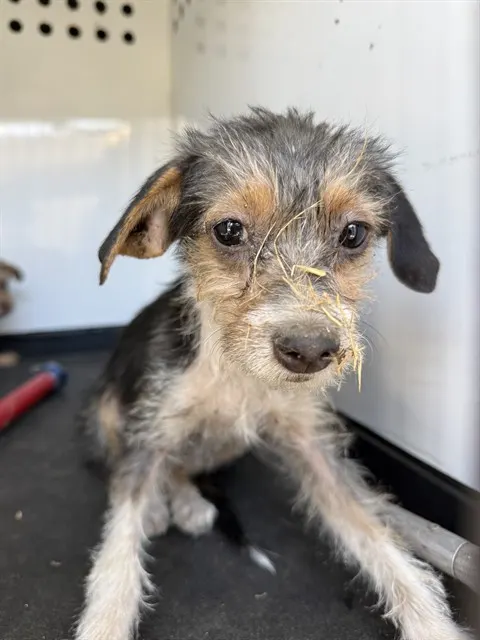 Adoptable Dog