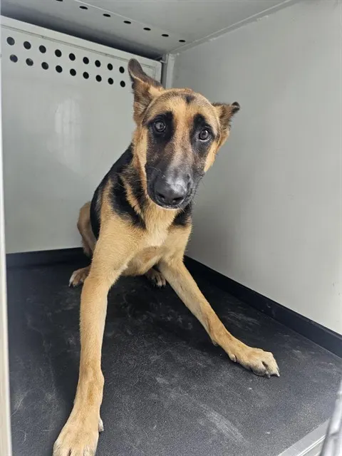 Adoptable Dog
