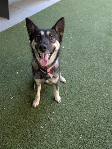 Ziva