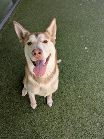 Leo