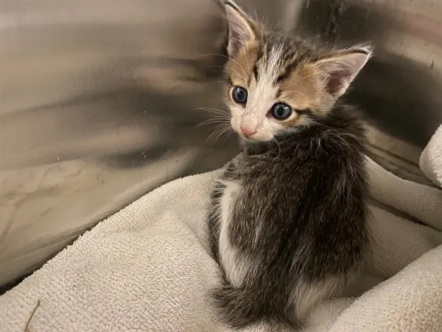 Lily