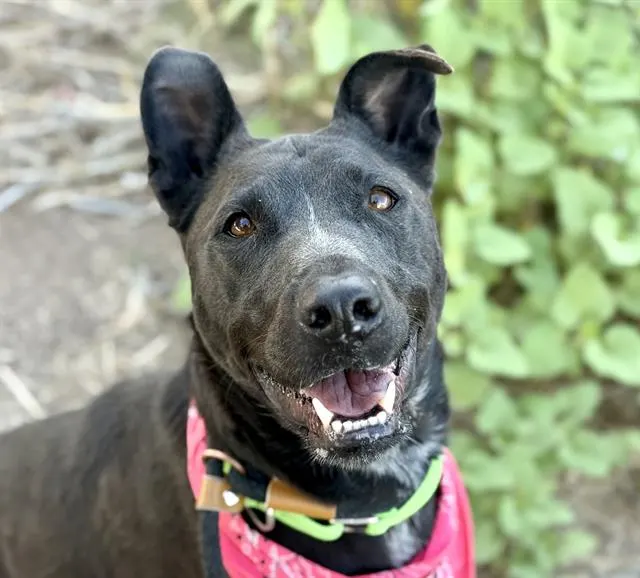 Zena Aka Stardust*