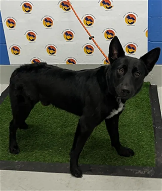 Zuko