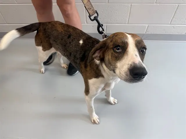 Adoptable Dog