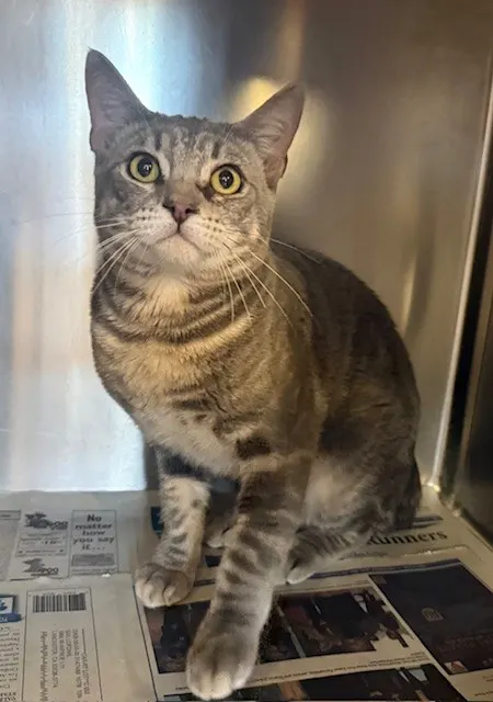 Adoptable Cat