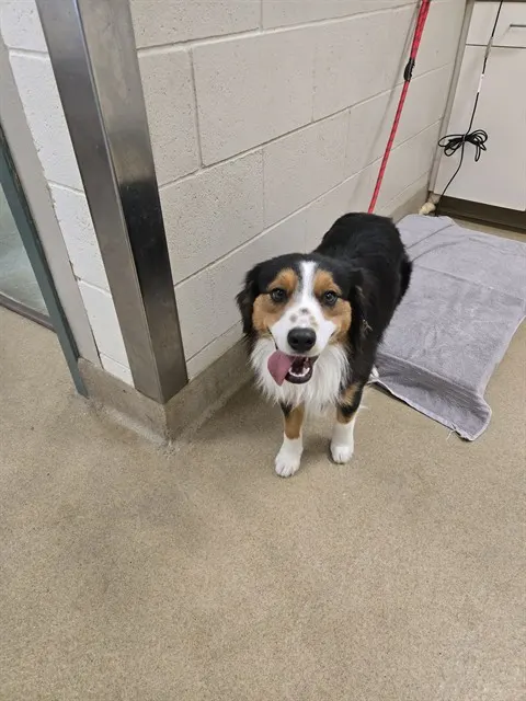 Adoptable Dog