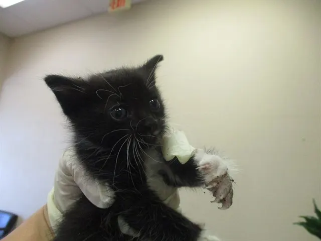 Whiskers